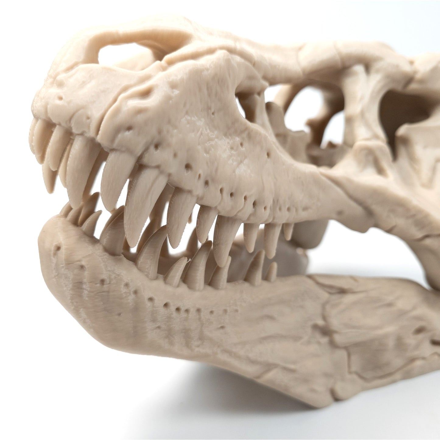 3D Printed T-Rex Skull Realistic Replica Dinosaur Fossil Home Office Decor 6 inch