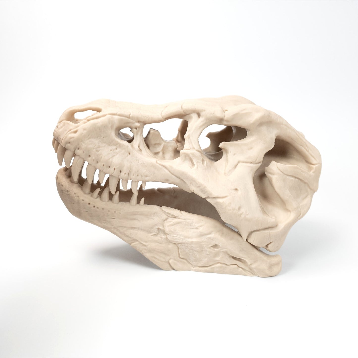 3D Printed T-Rex Skull Realistic Replica Dinosaur Fossil Home Office Decor 6 inch