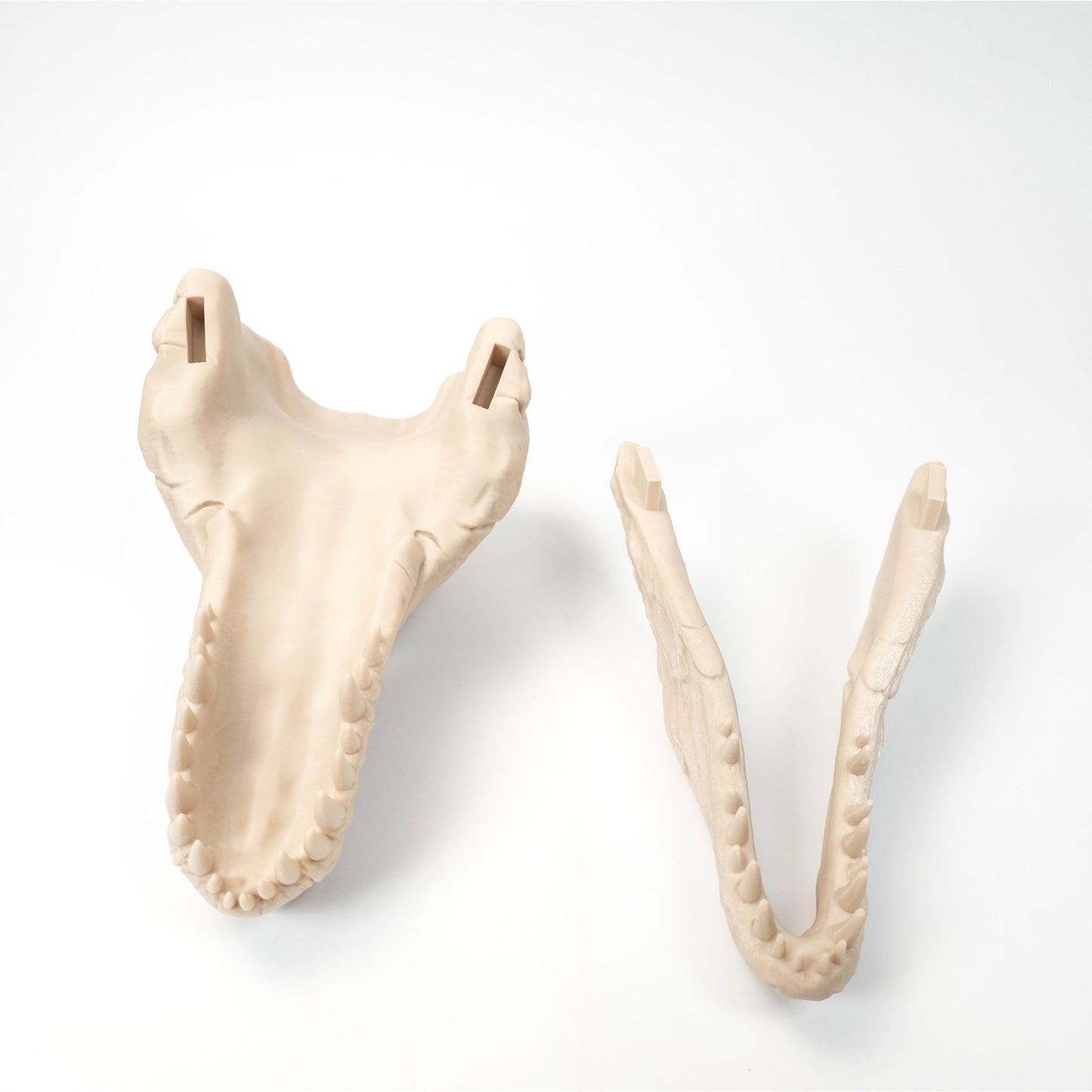 3D Printed T-Rex Skull Realistic Replica Dinosaur Fossil Home Office Decor 6 inch
