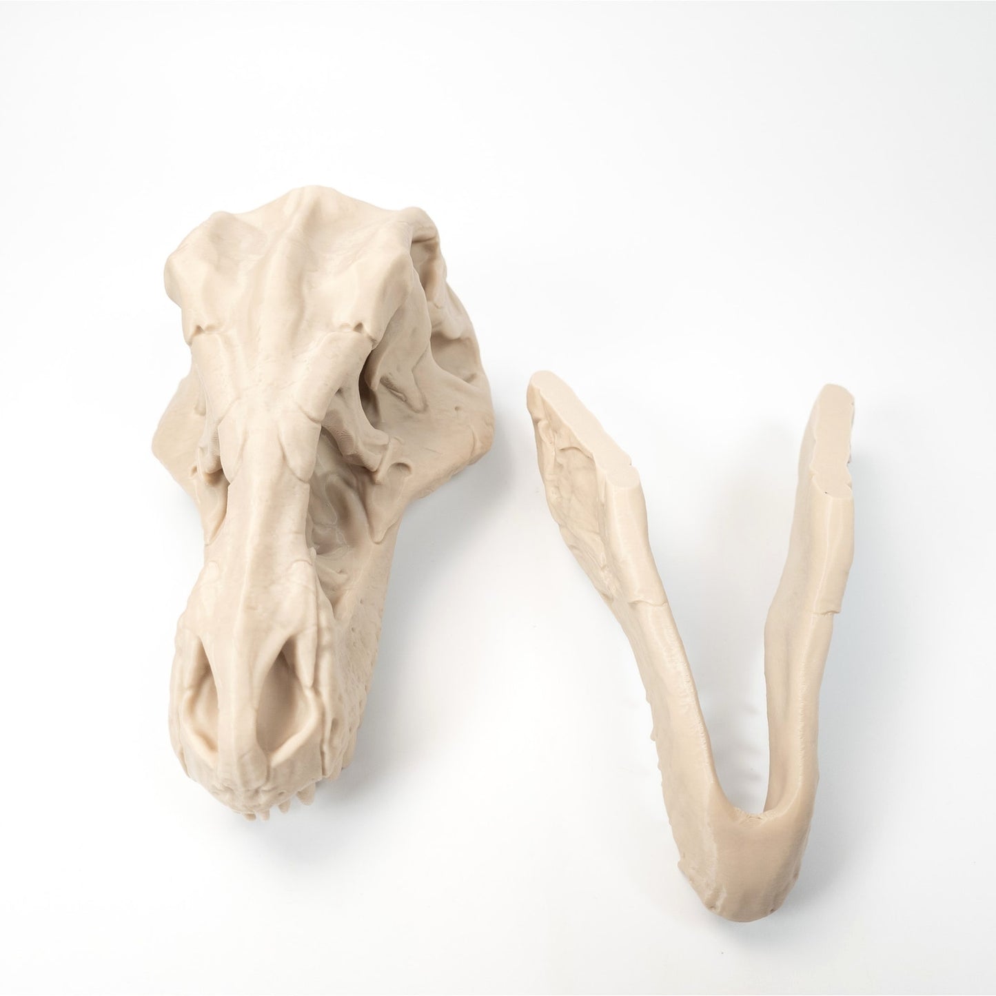 3D Printed T-Rex Skull Realistic Replica Dinosaur Fossil Home Office Decor 6 inch