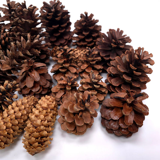 1 lb Pine Cone Seasonal Holiday Decor Craft Lot Christmas Thanksgiving Winter