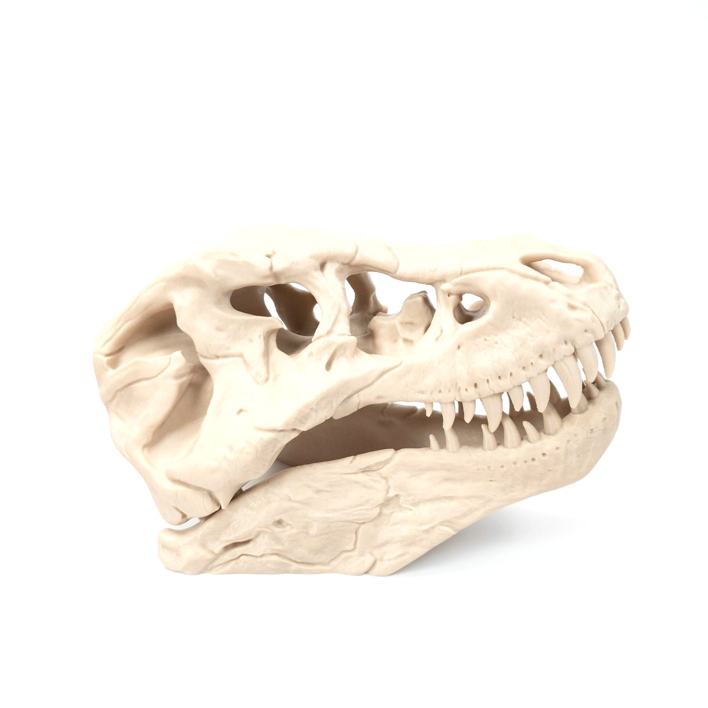 3D Printed T-Rex Skull Realistic Replica Dinosaur Fossil Home Office Decor 6 inch
