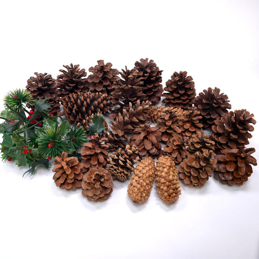 1 lb Pine Cone Seasonal Holiday Decor Craft Lot Christmas Thanksgiving Winter