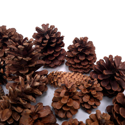 1 lb Pine Cone Seasonal Holiday Decor Craft Lot Christmas Thanksgiving Winter